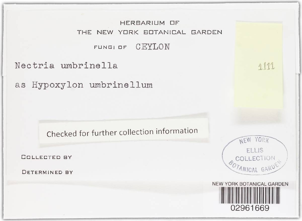 Hypoxylon umbrinellum image