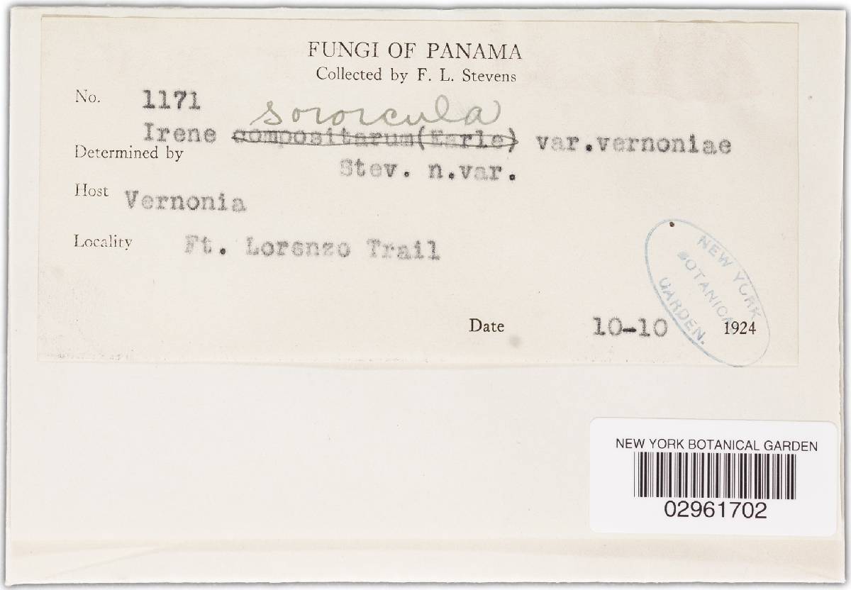 Irene sororcula image