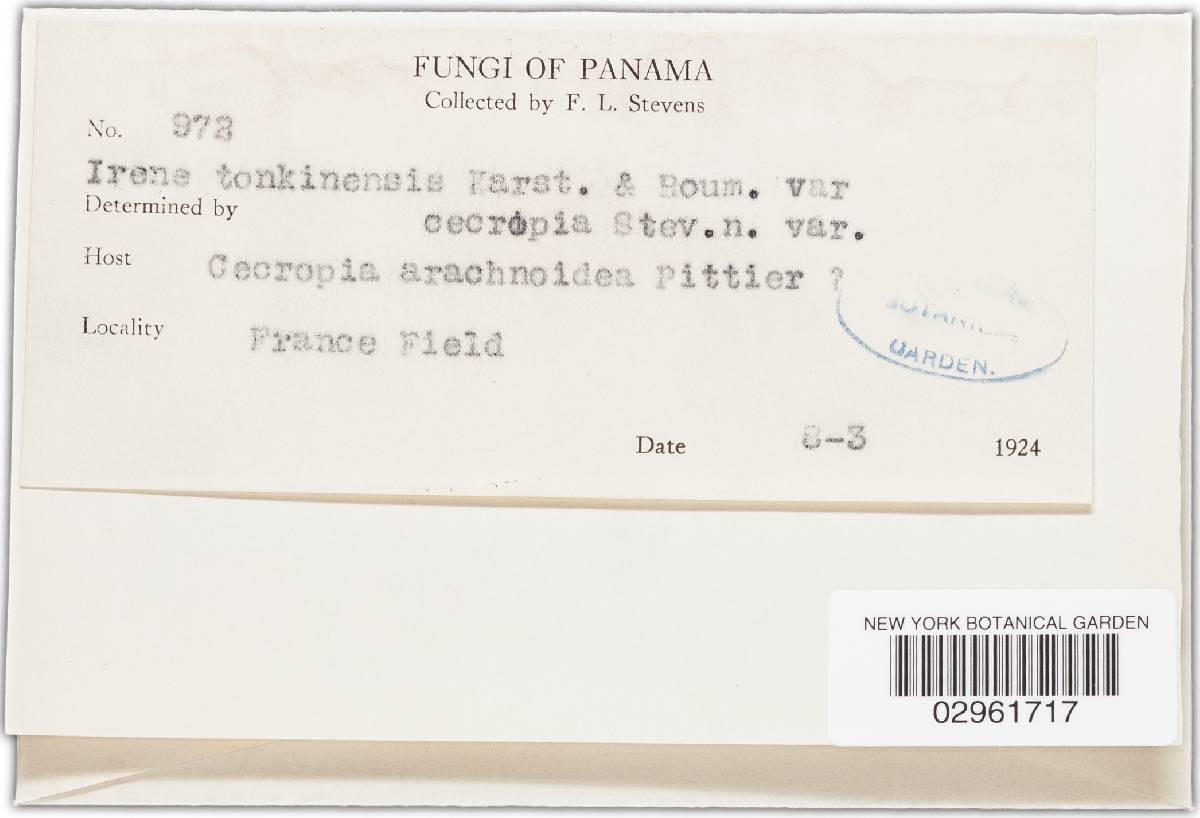 Irene tonkinensis image