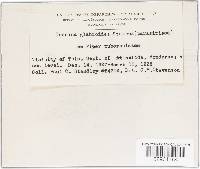 Fumiglobus glabroides image