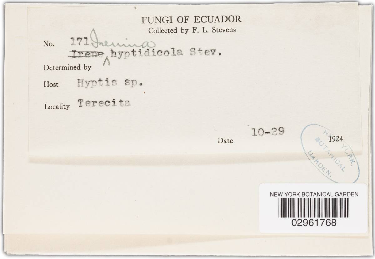 Irenina hyptidicola image