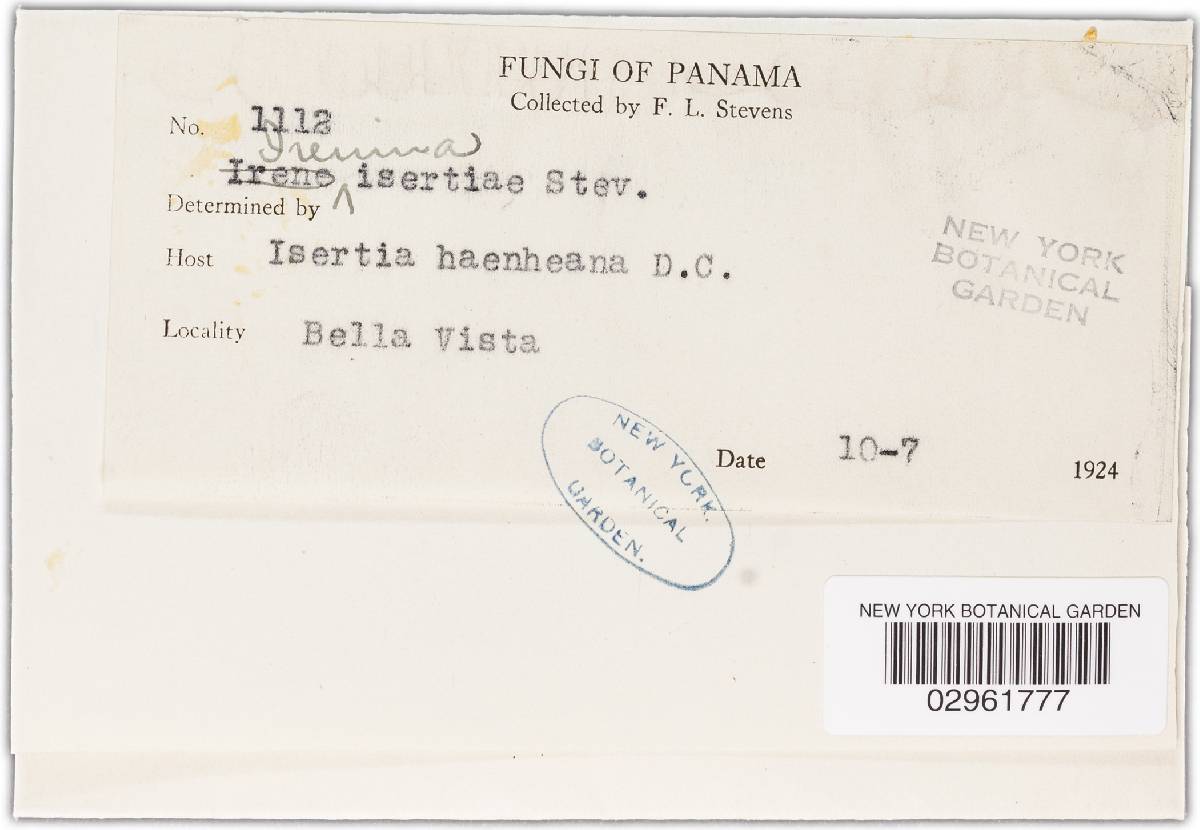 Irenina isertiae image