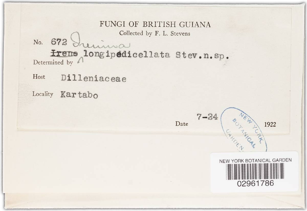 Irenina longipedicellata image