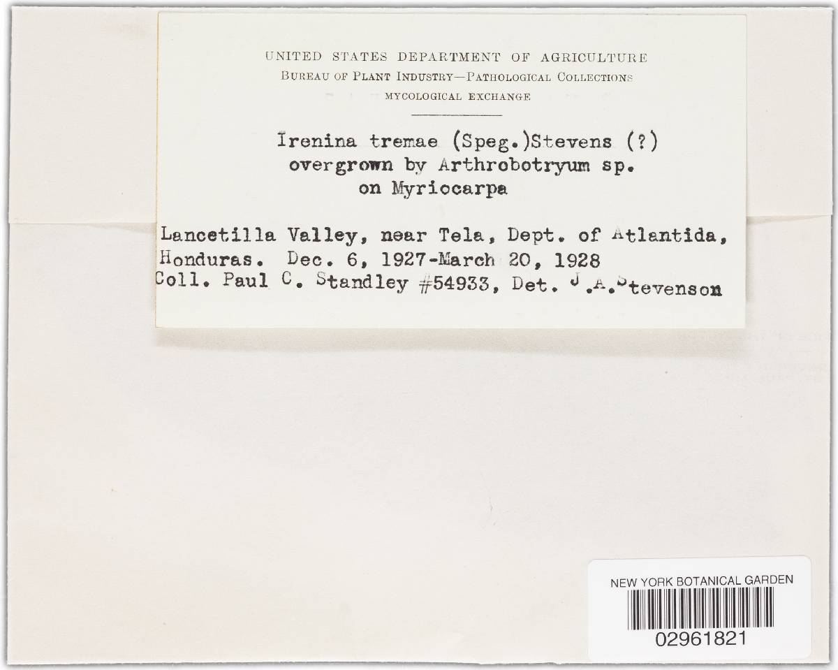 Irenina tremae image