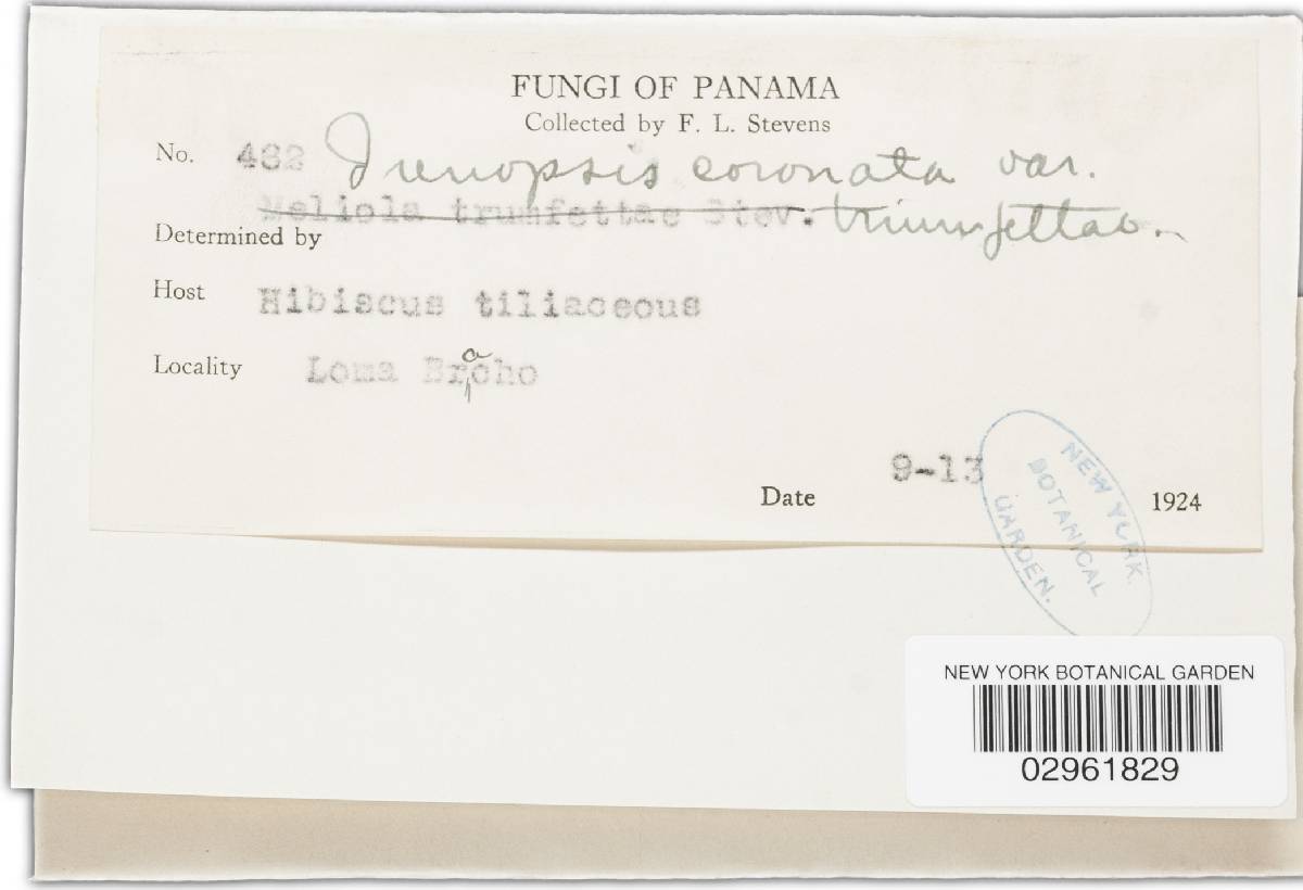 Irenopsis coronata image