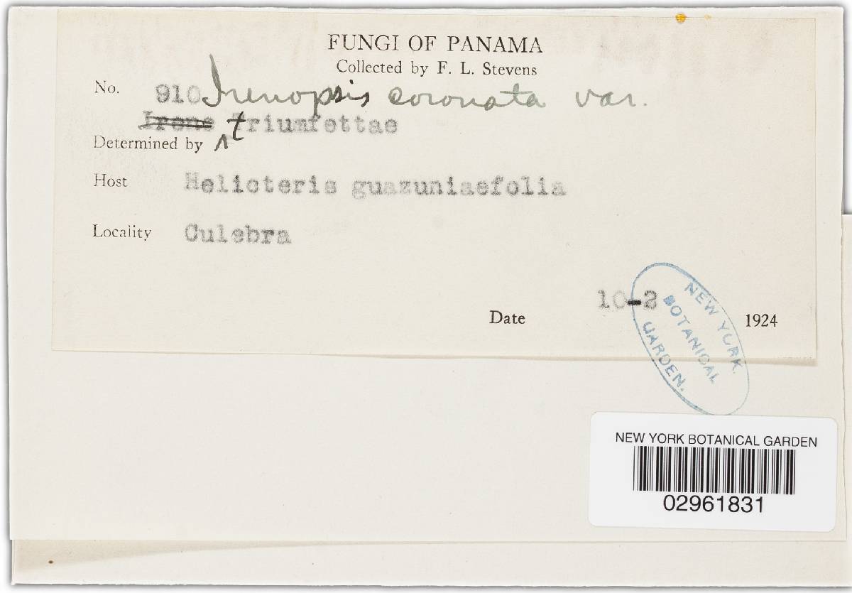 Irenopsis coronata image