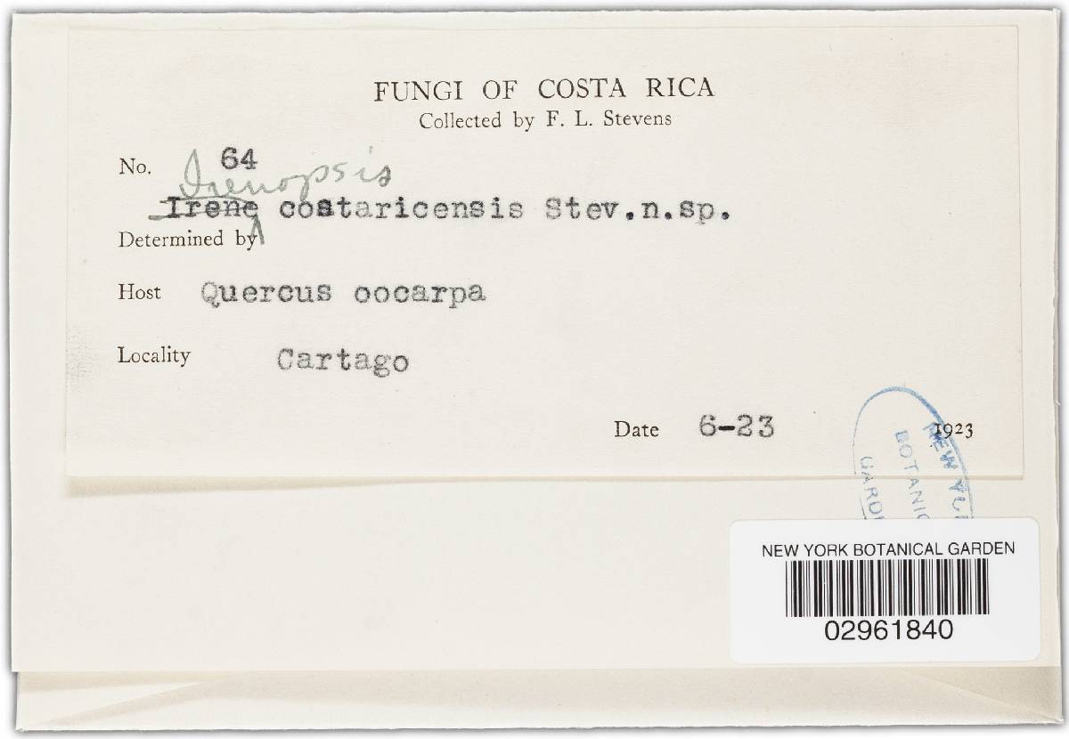 Irenopsis costaricensis image