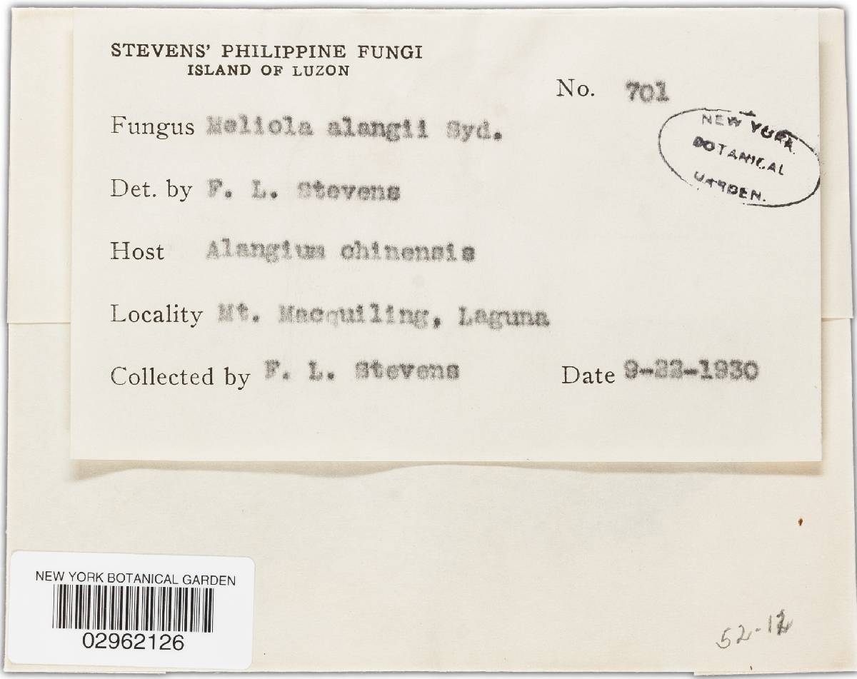 Meliola alangii image