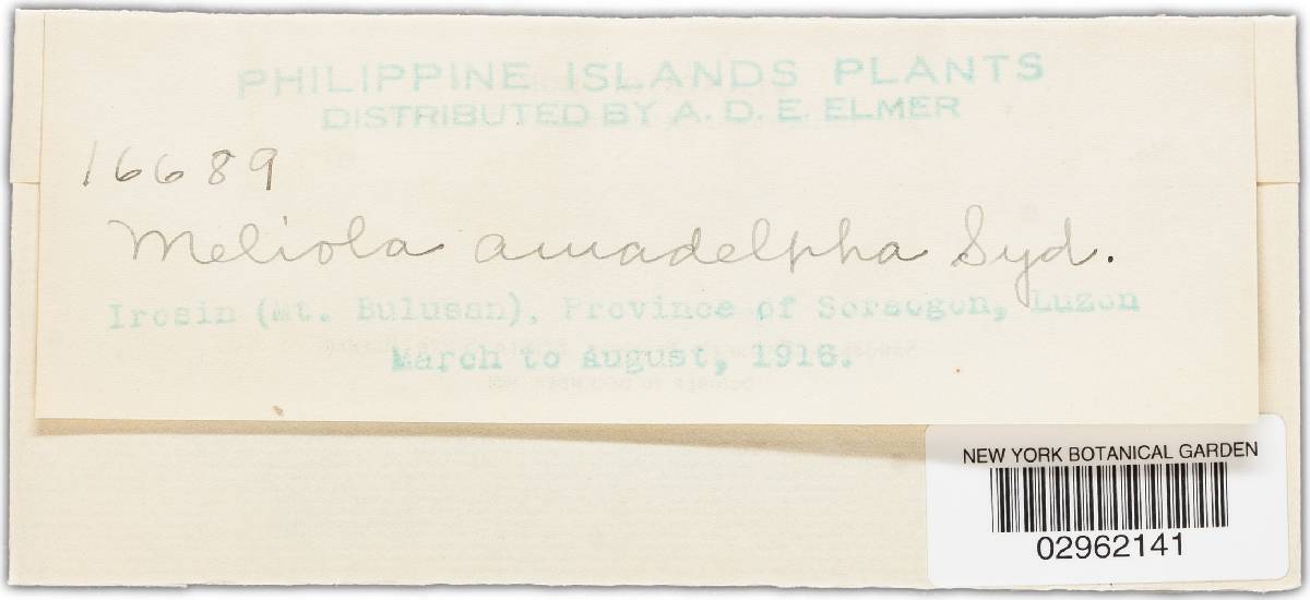 Meliola amadelpha image
