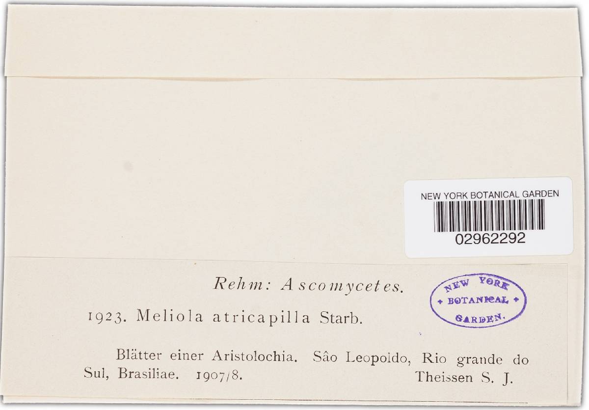 Meliola atricapilla image