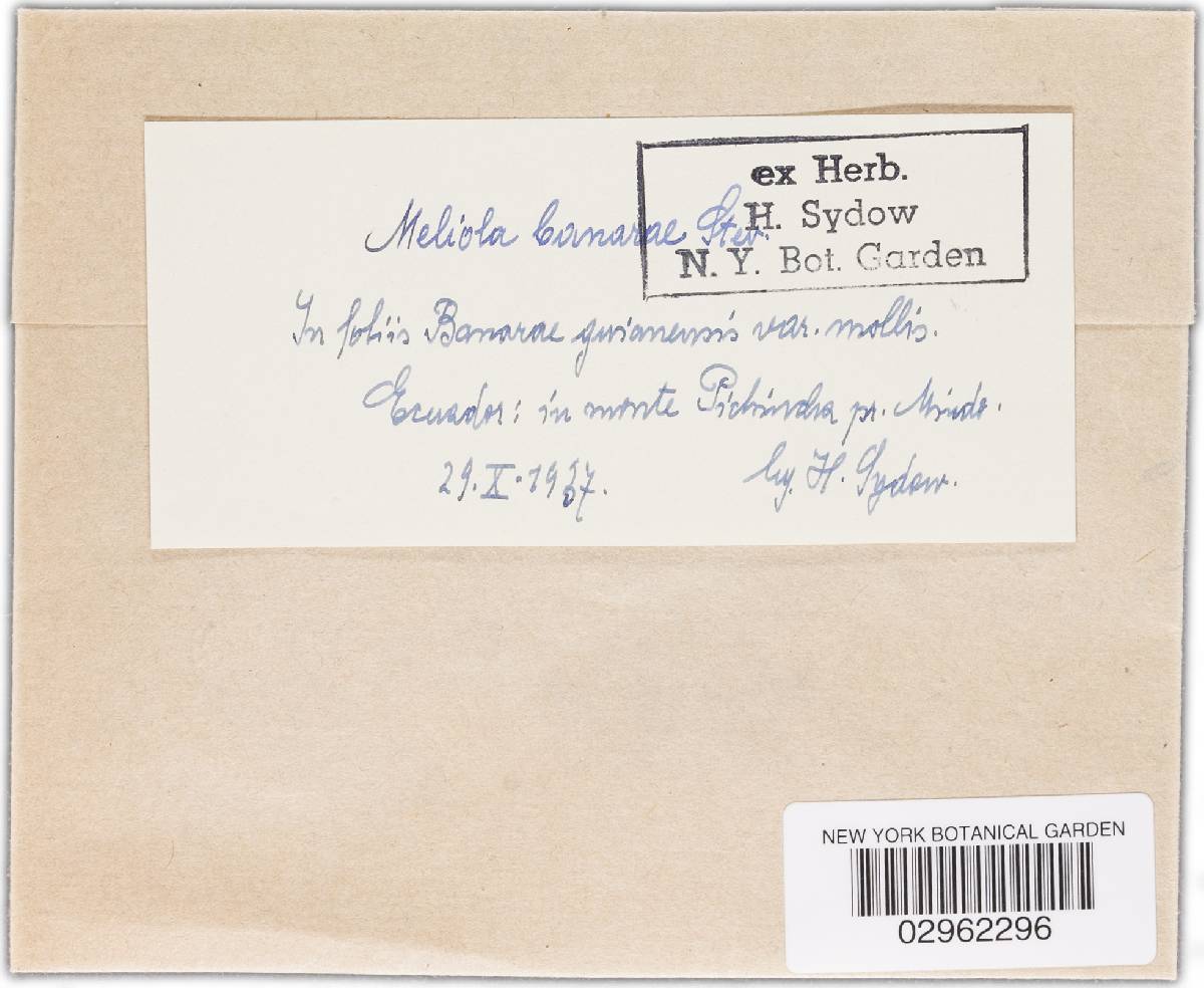 Meliola banarae image