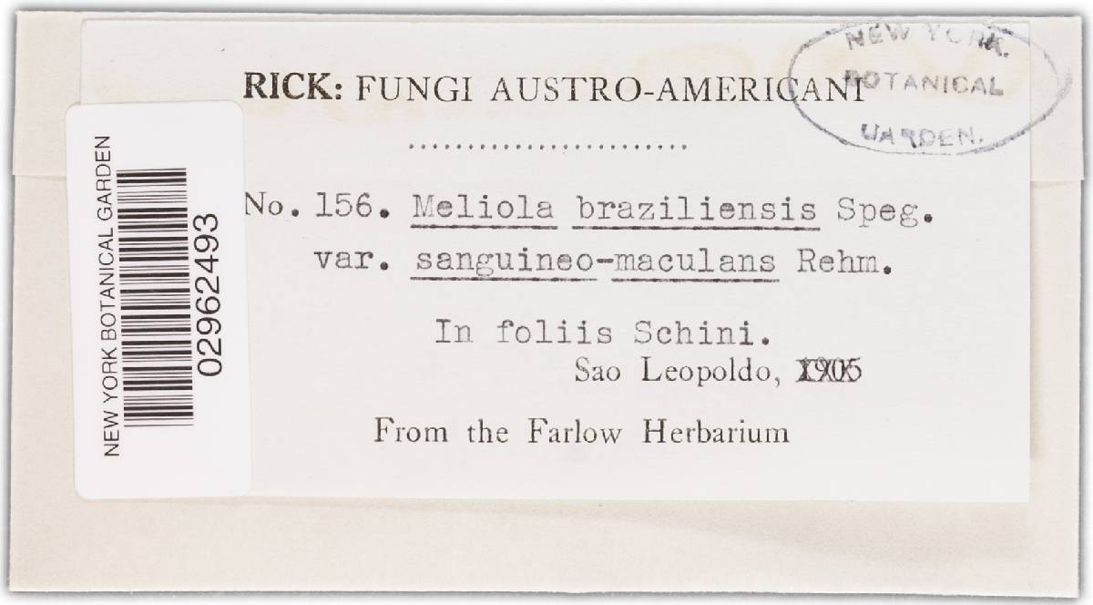 Meliola brasiliensis image