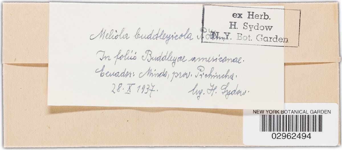 Meliola buddleyicola image