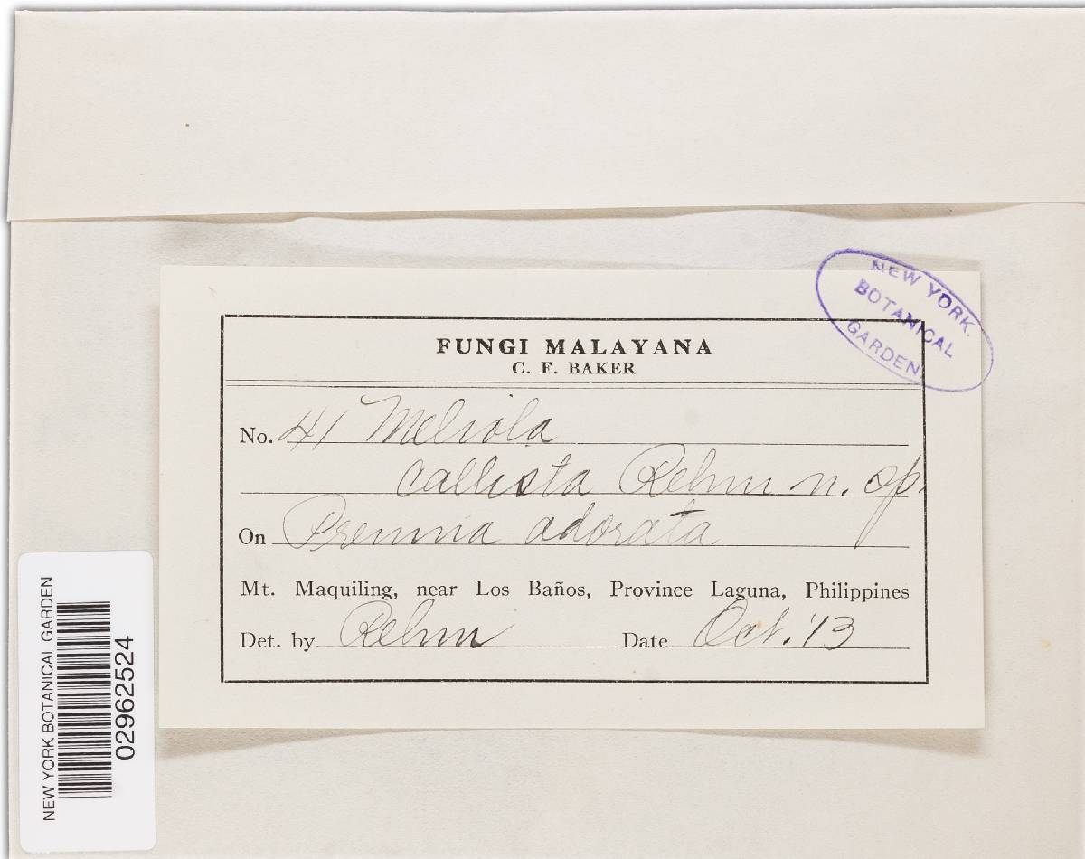 Meliola callista image
