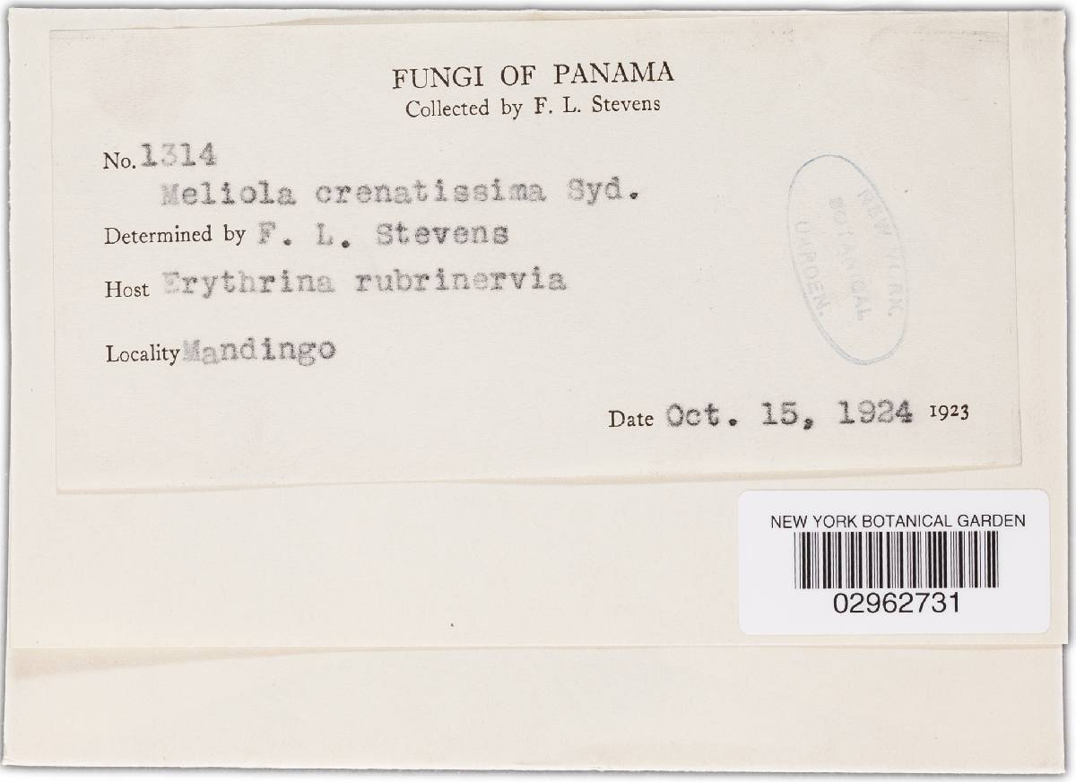 Meliola crenatissima image