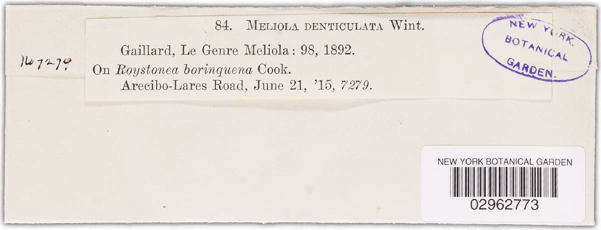 Meliola denticulata image
