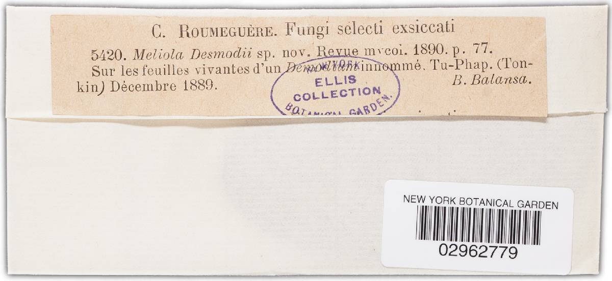 Meliola desmodii image