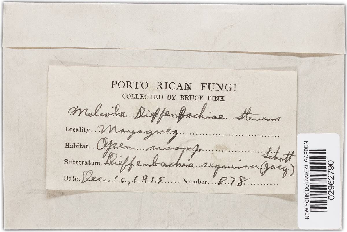 Meliola dieffenbachiae image