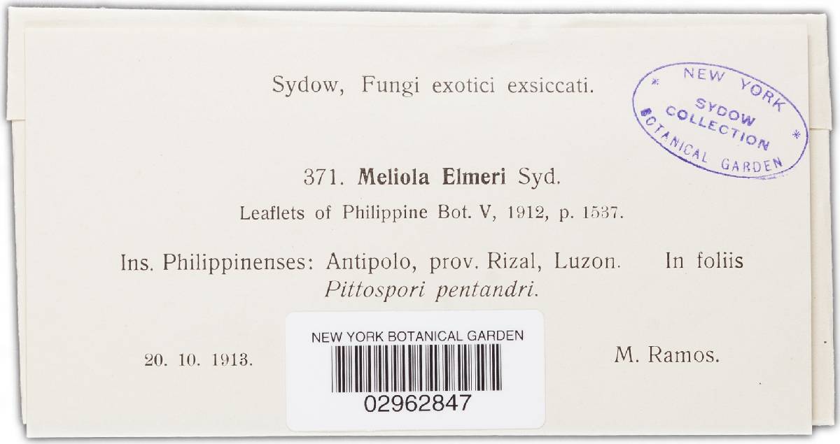 Meliola elmeri image