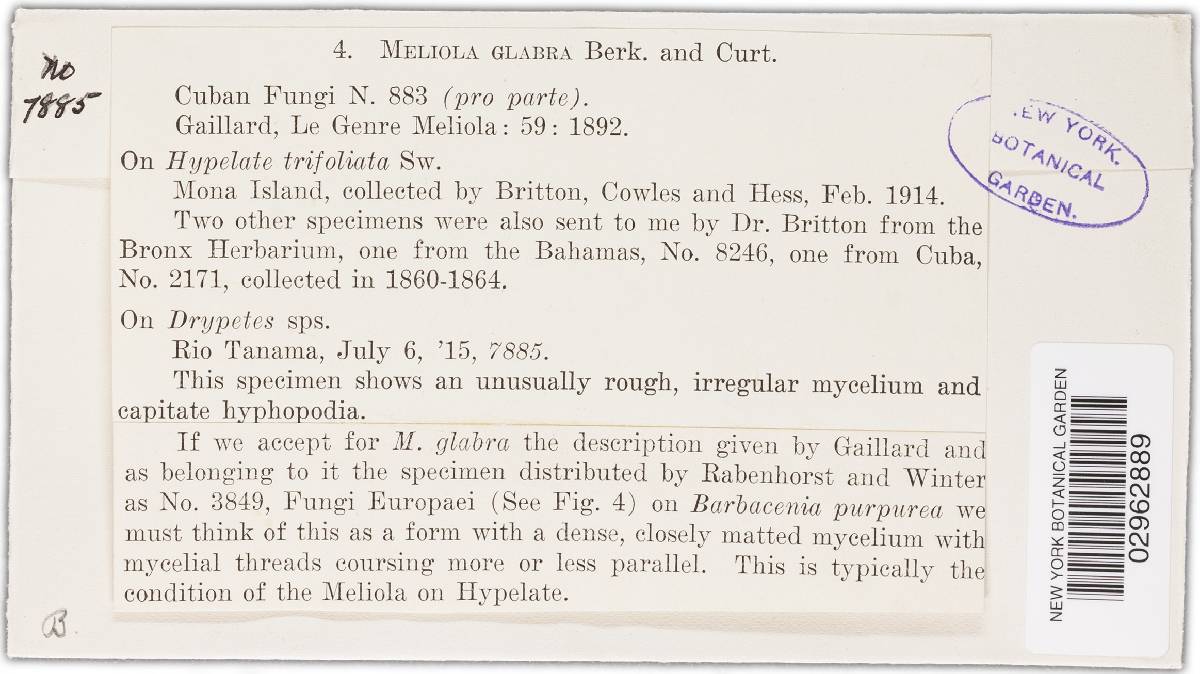 Meliola glabra image