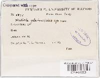 Fumiglobus glabroides image