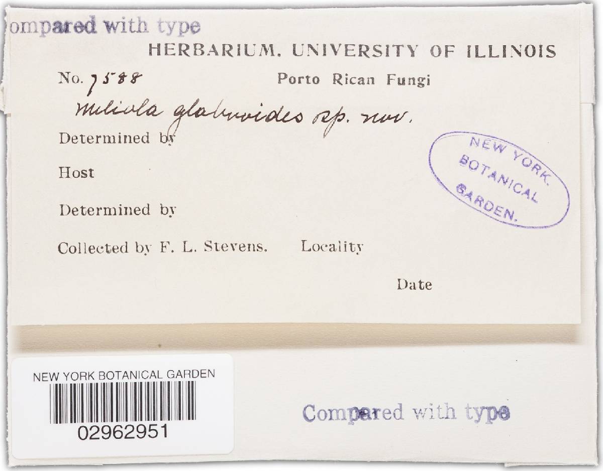 Fumiglobus image