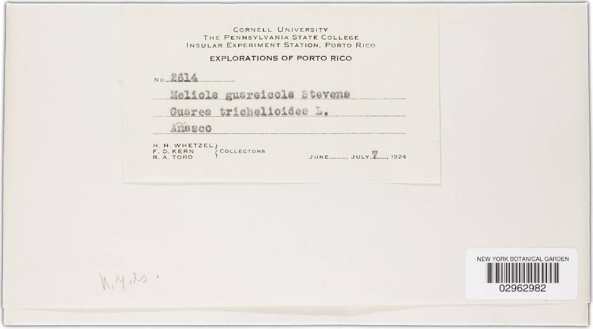 Meliola guareicola image