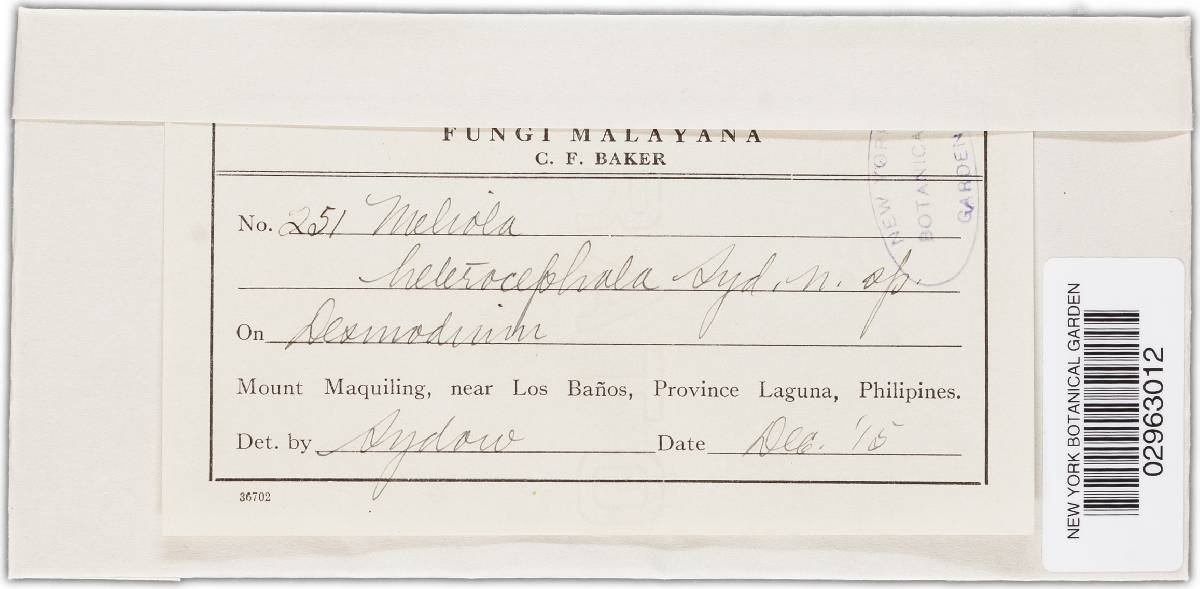 Meliola heterocephala image