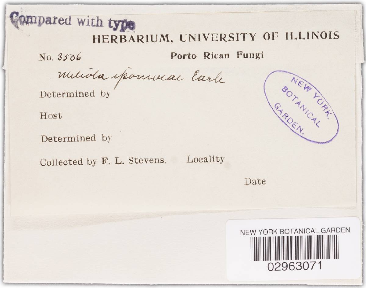 Meliola ipomoeae image