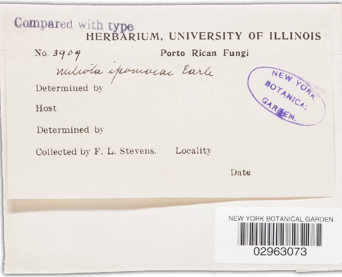 Meliola ipomoeae image