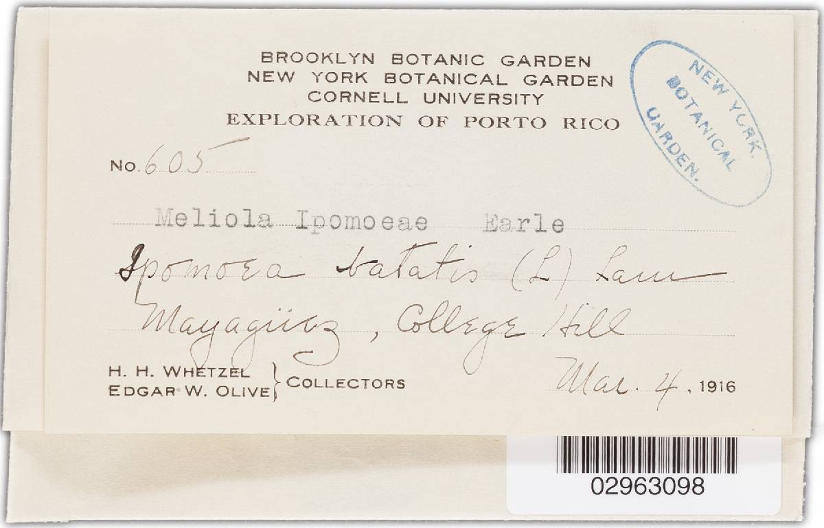 Meliola ipomoeae image