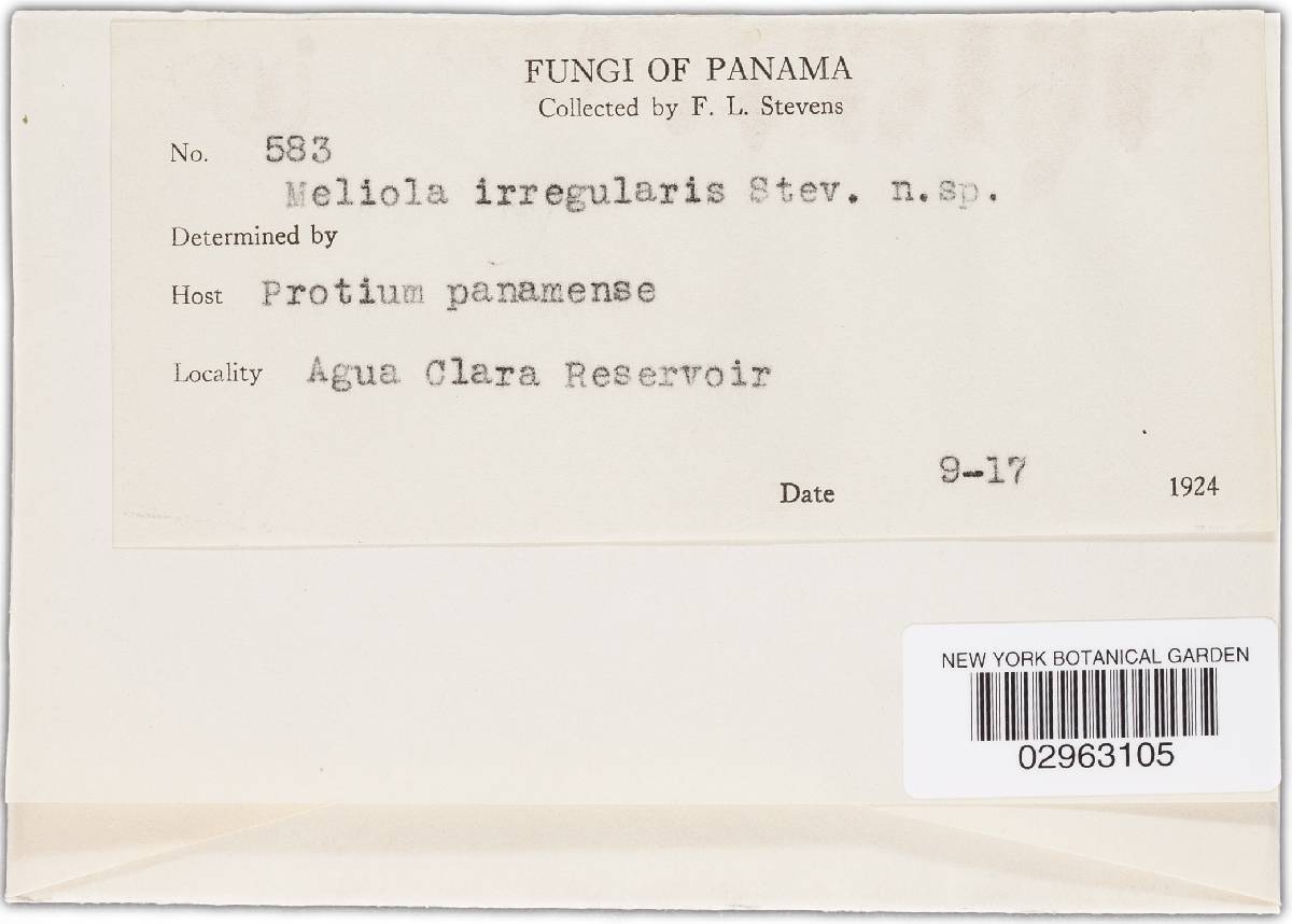 Meliola irregularis image