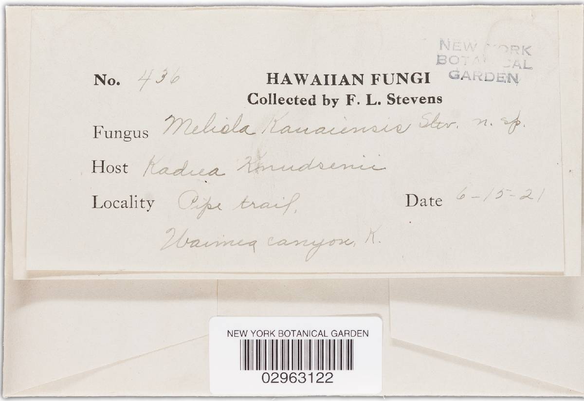 Meliola kauaiensis image