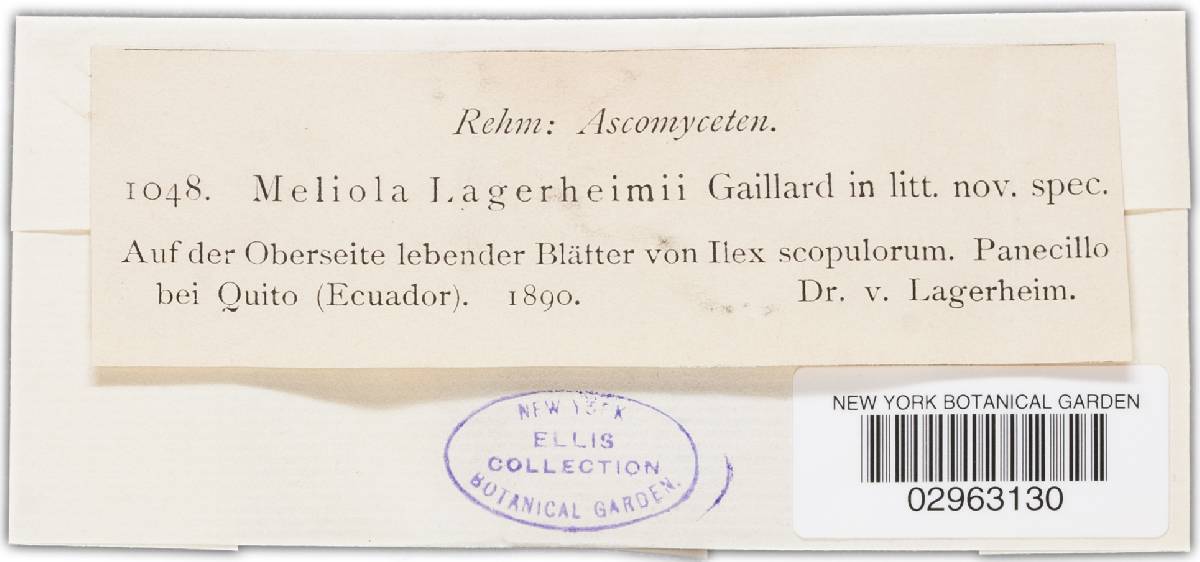 Meliola lagerheimii image