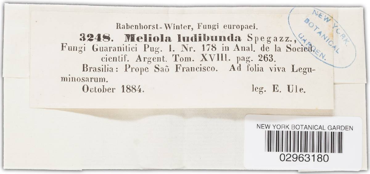 Meliola ludibunda image
