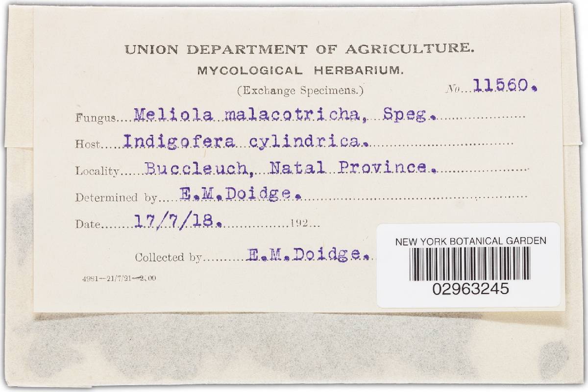 Meliola malacotricha image