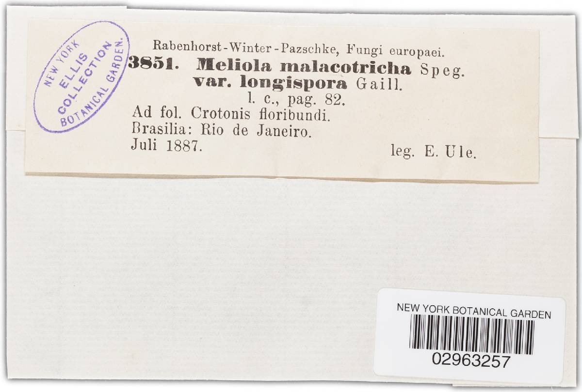 Meliola malacotricha image