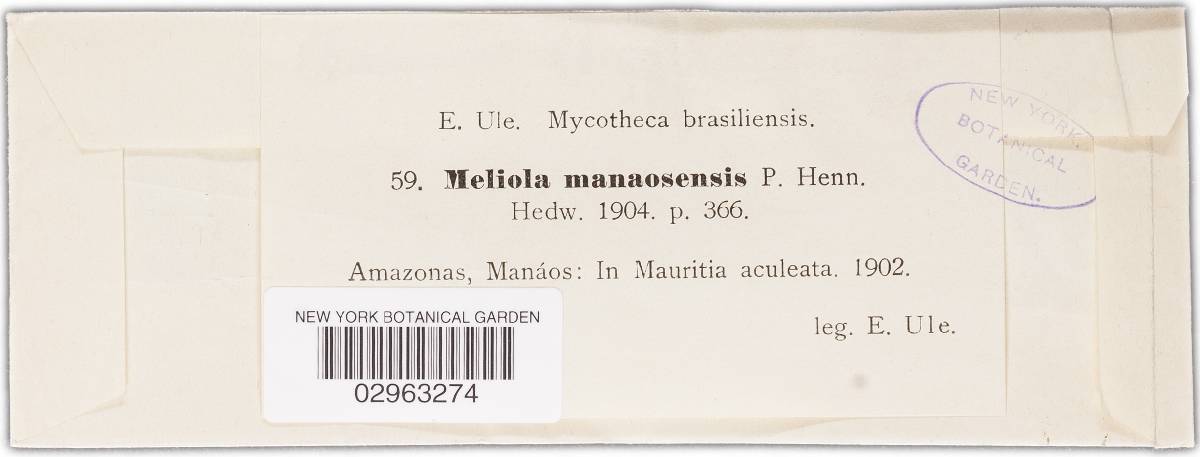 Meliola manaosensis image