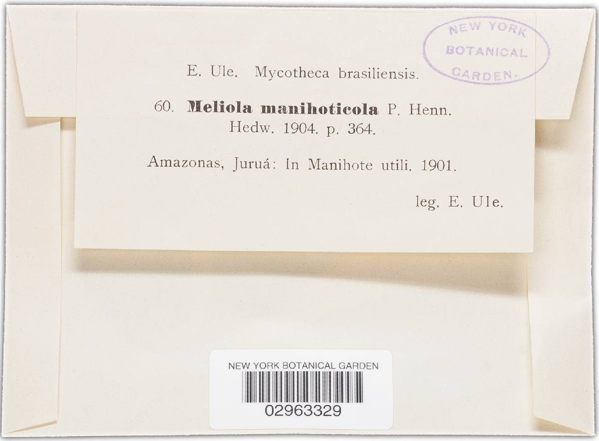 Meliola manihoticola image
