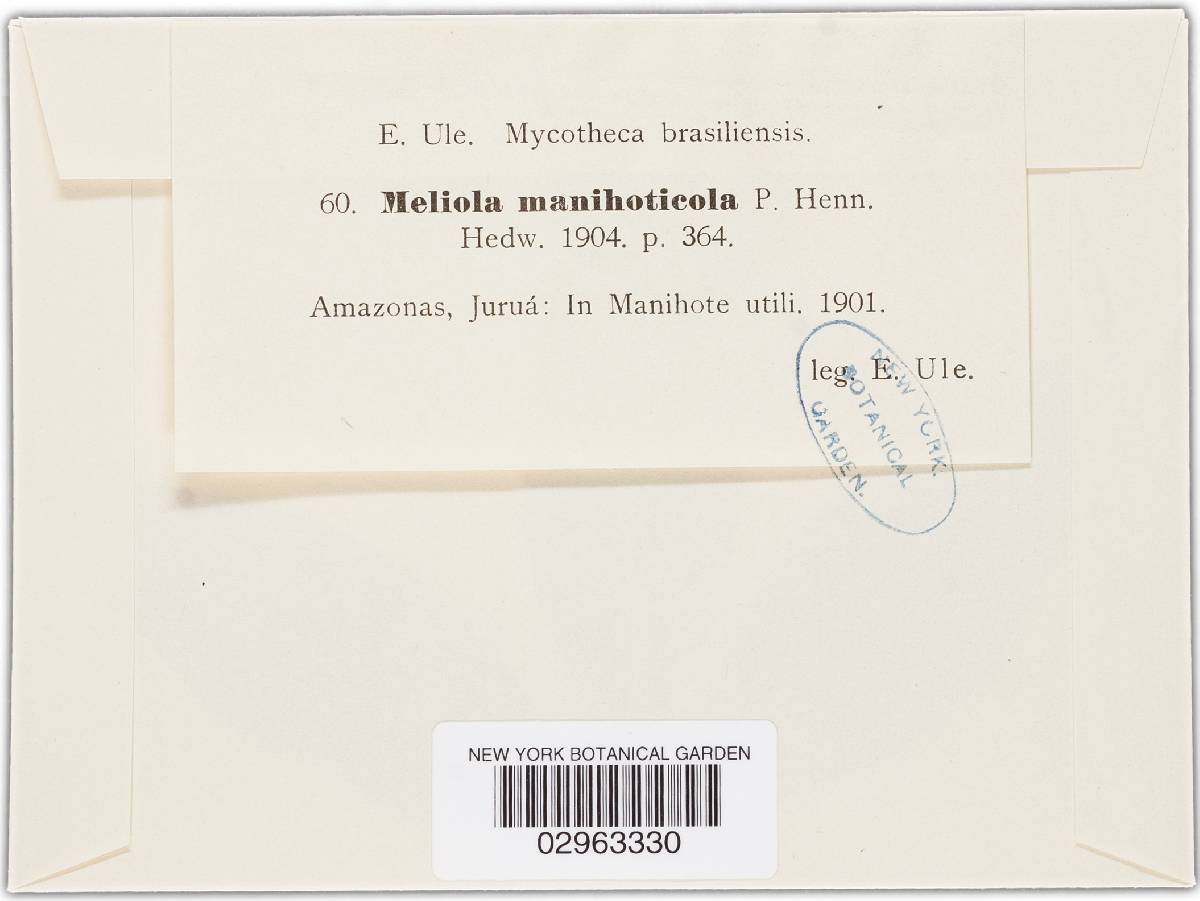 Meliola manihoticola image