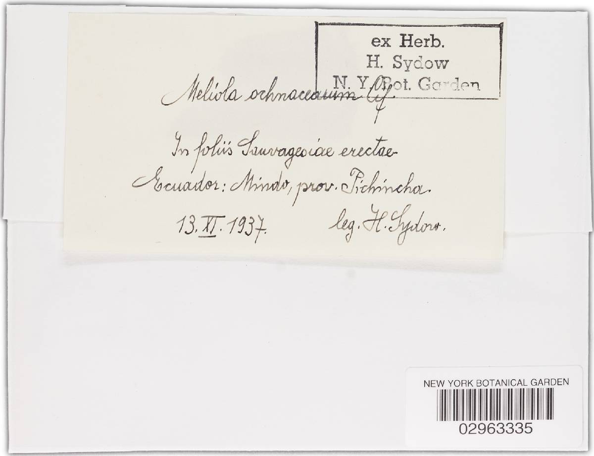 Meliola ochnacearum image