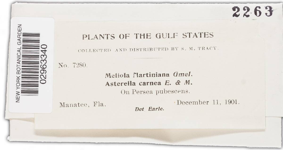 Meliola martiniana image