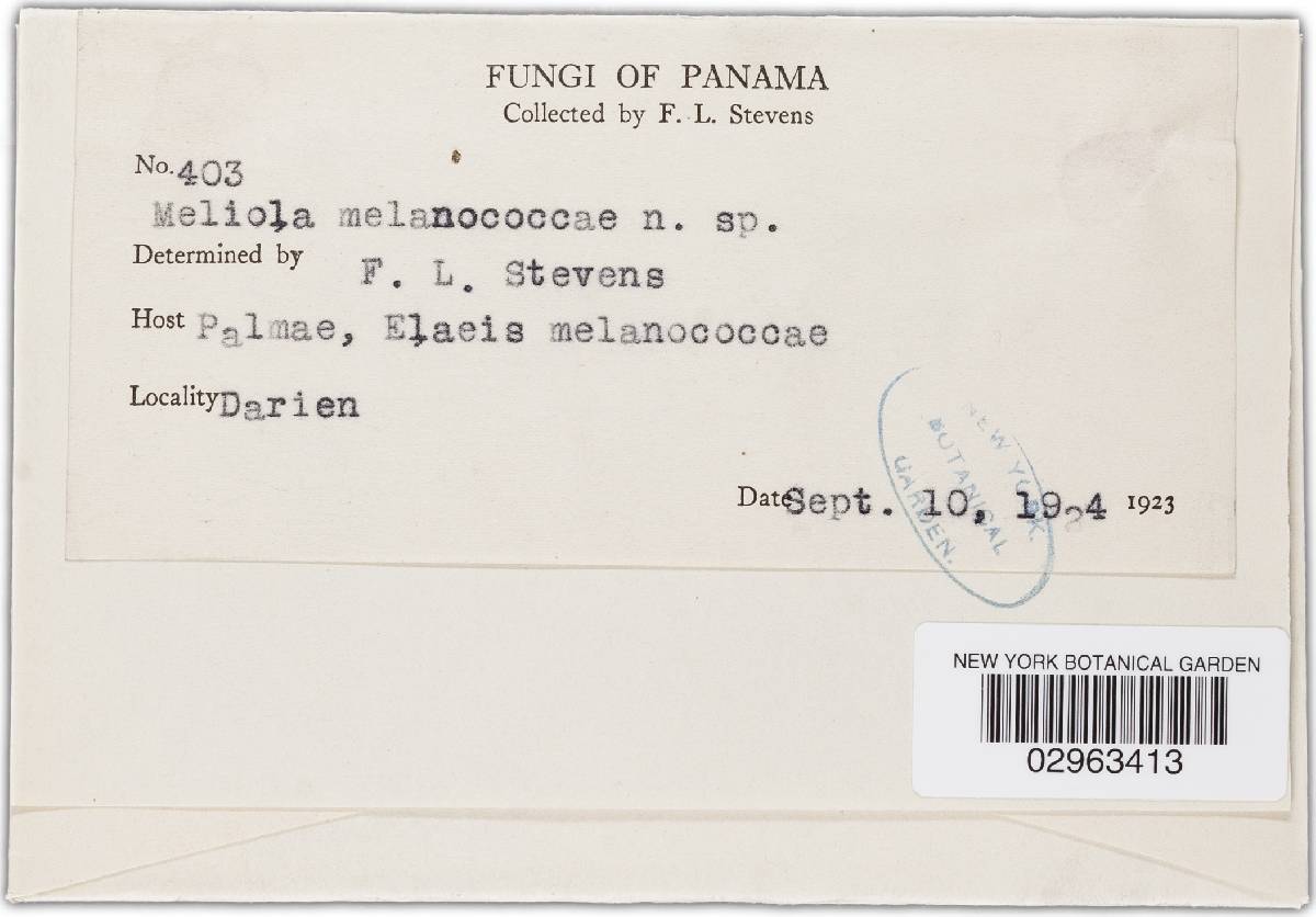 Meliola melanococcae image
