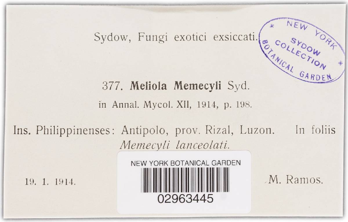 Meliola memecyli image