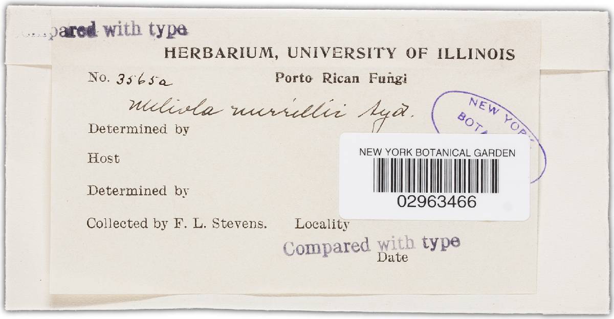Meliola merrillii image