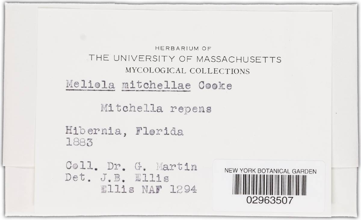 Meliola image