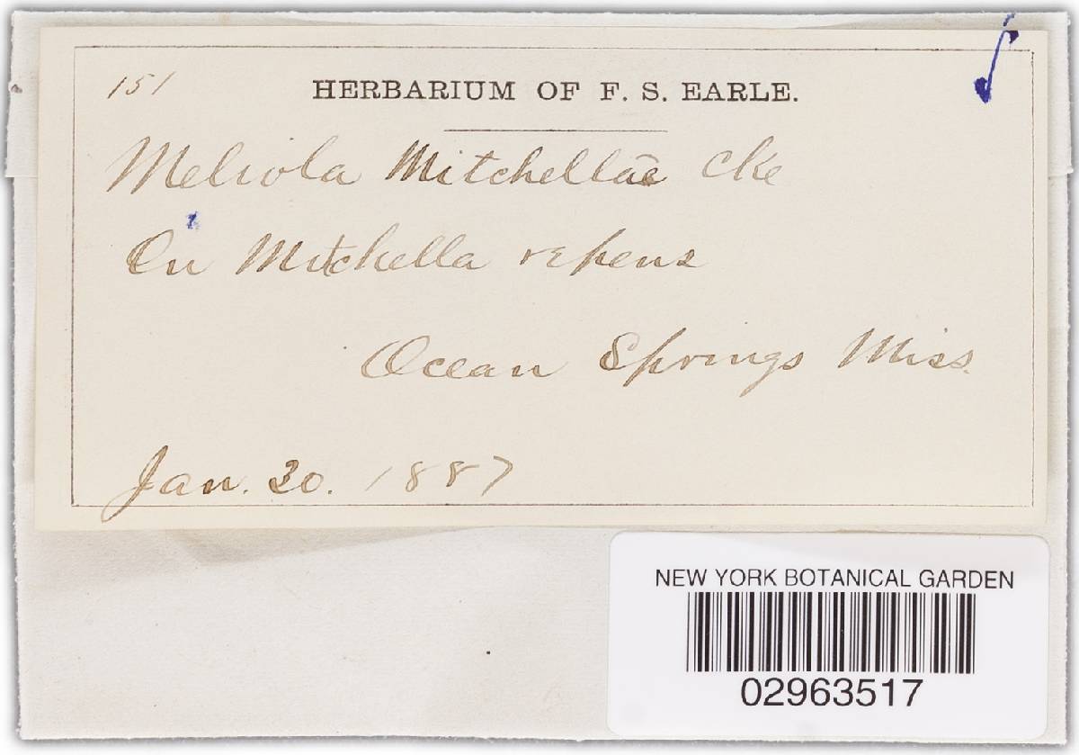 Meliola mitchellae image