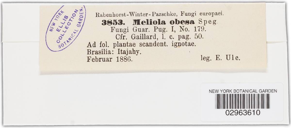 Meliola obesa image