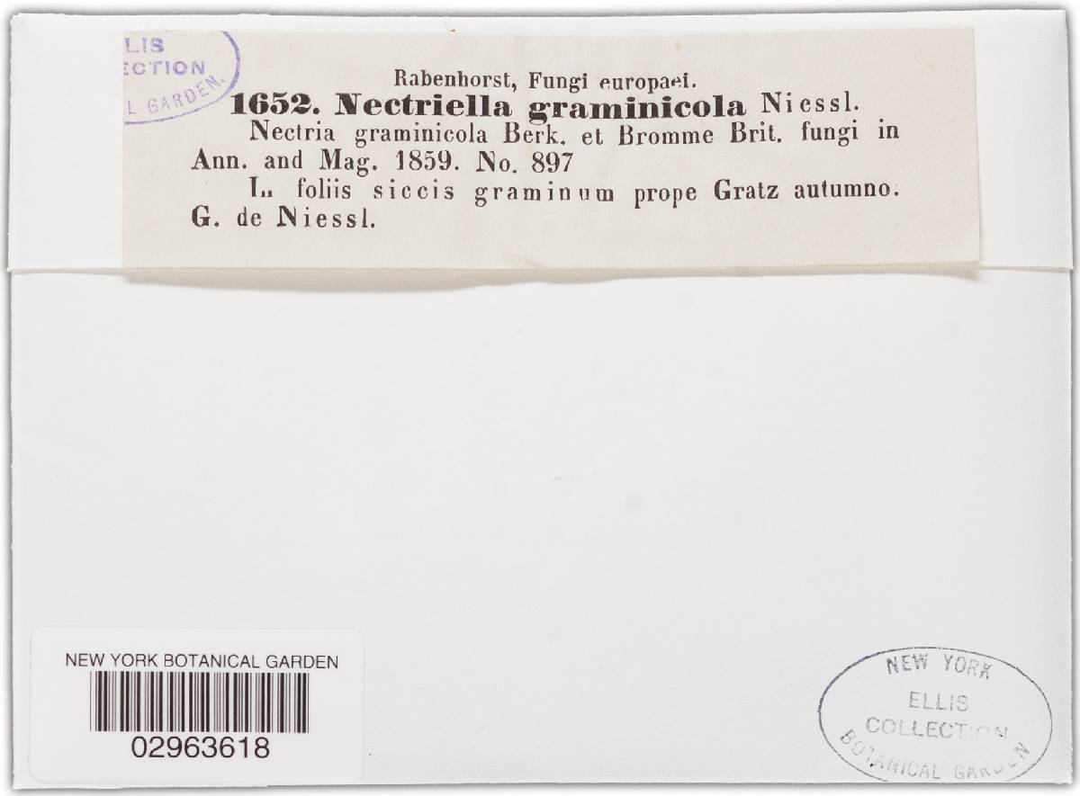 Hydropisphaera arenula image