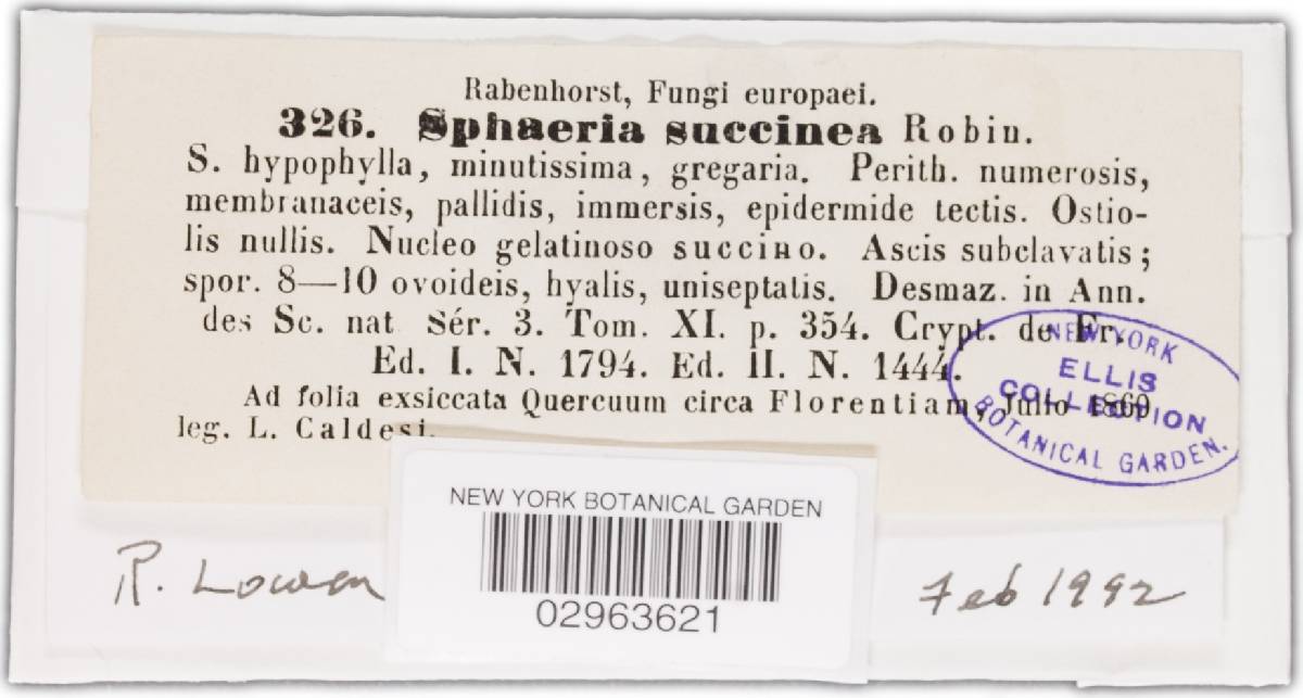 Leiosphaerella succinea image